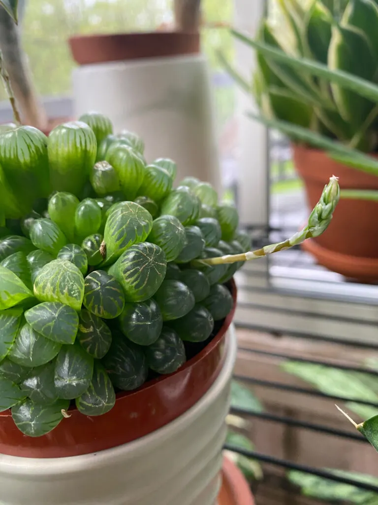haworthia-cooperi-flowers