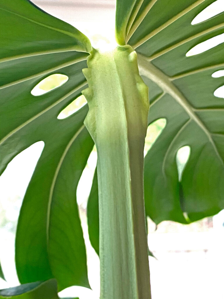 monstera-ruffles-geniculum