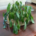 peace-lily-dying-after-repotting-featured