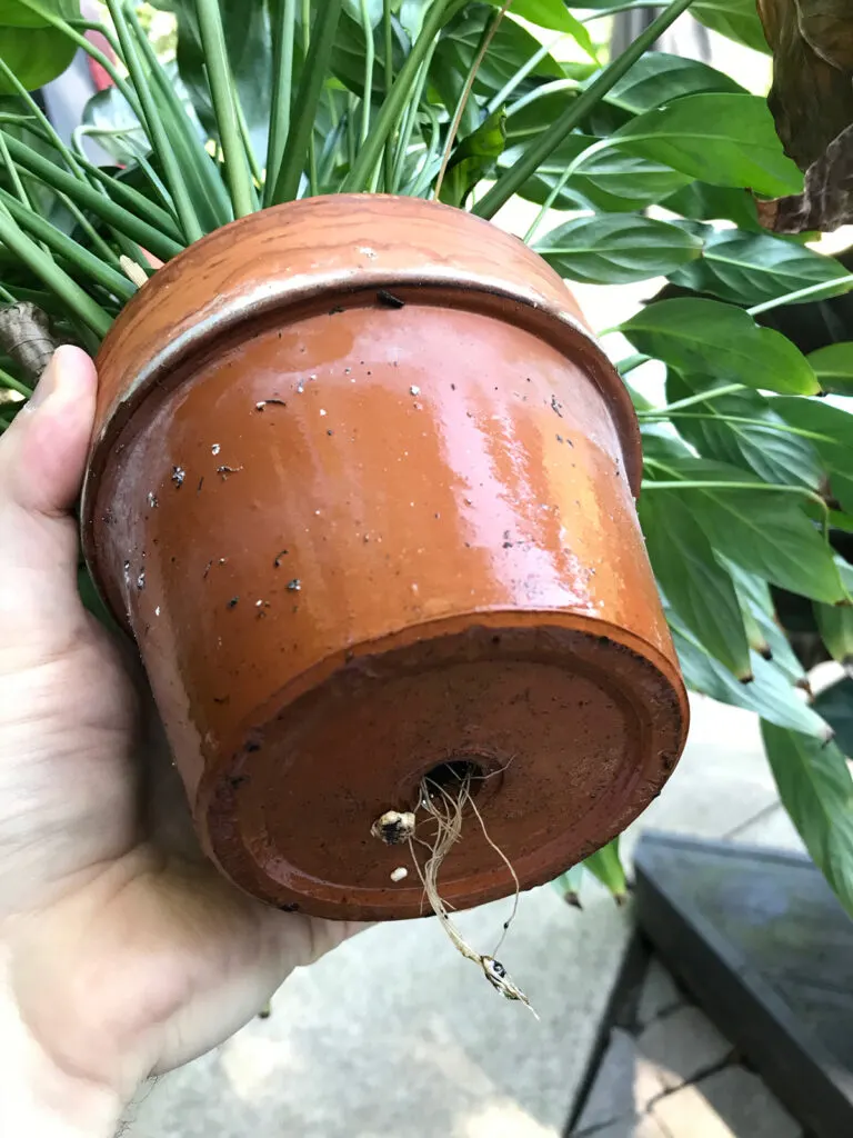 repotting-root-bound-peace-lily