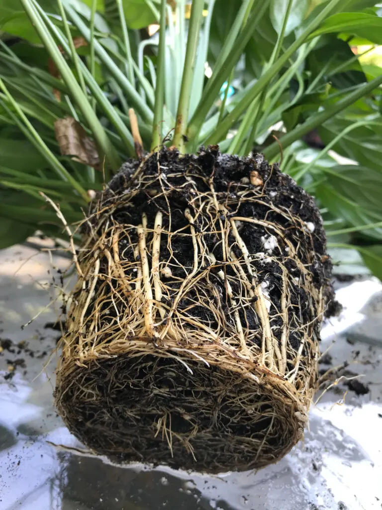 repotting-root-bound-peace-lily