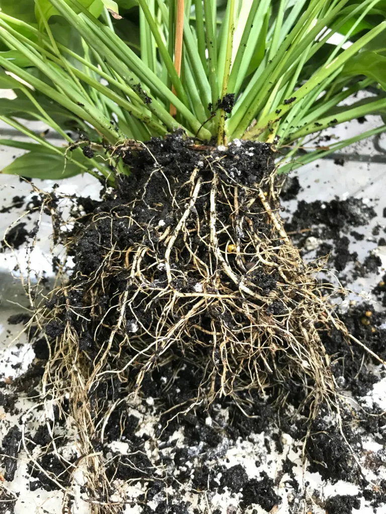 repotting-root-bound-peace-lily