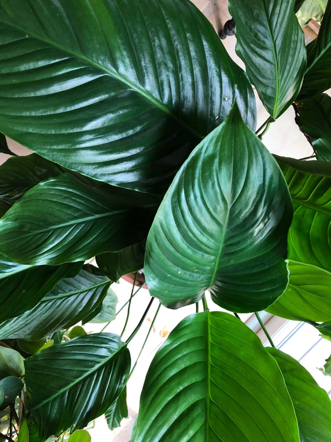 Wilting & Drooping Peace Lily? 11 Common Causes w/ Fixes!