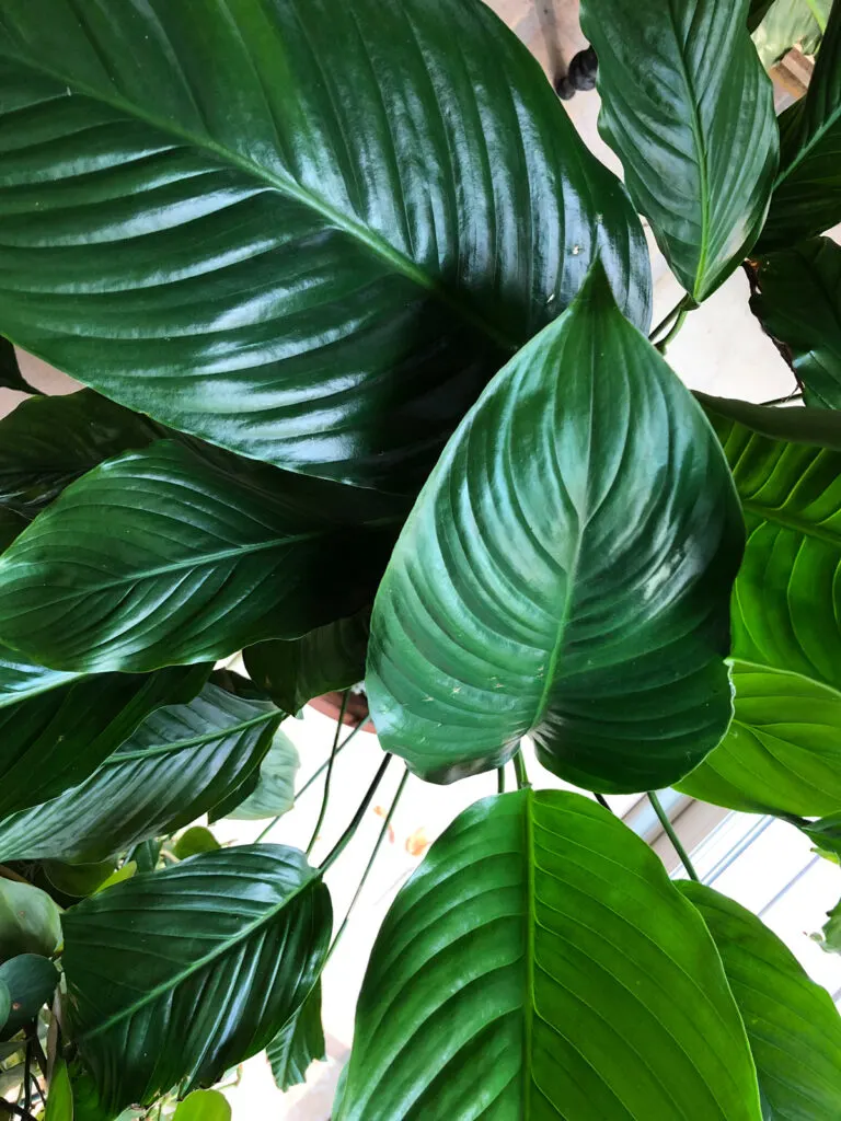 repotting-root-bound-peace-lily