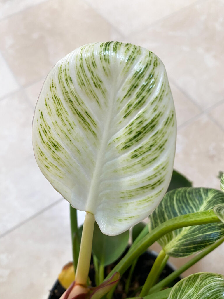 philodendron-birkin