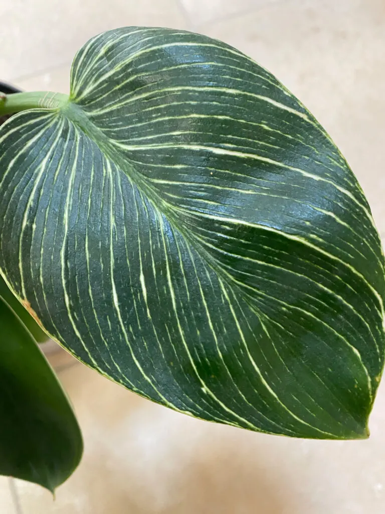 philodendron-birkin