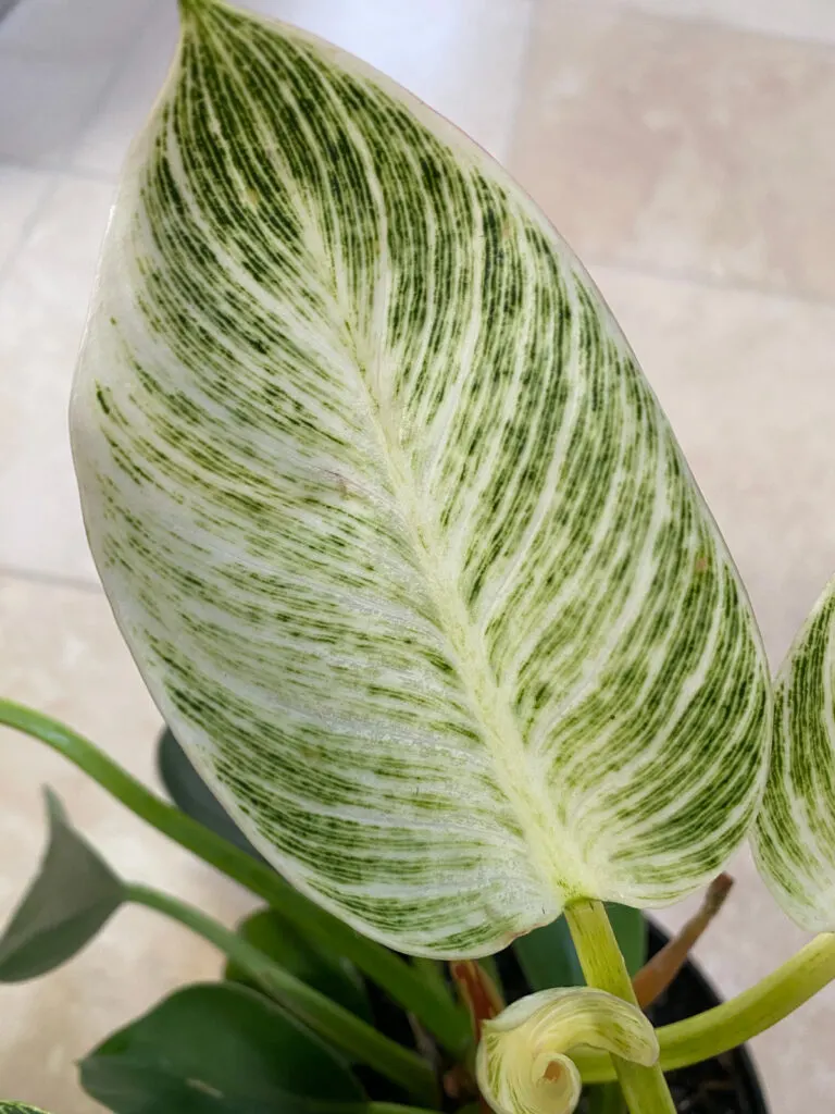 philodendron-birkin