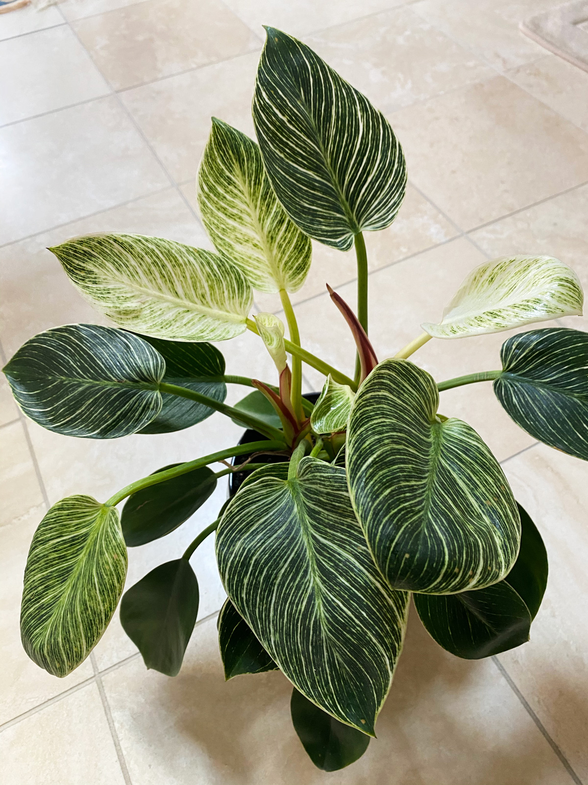 Philodendron Birkin 10 Expert Tips For a Thriving Plant