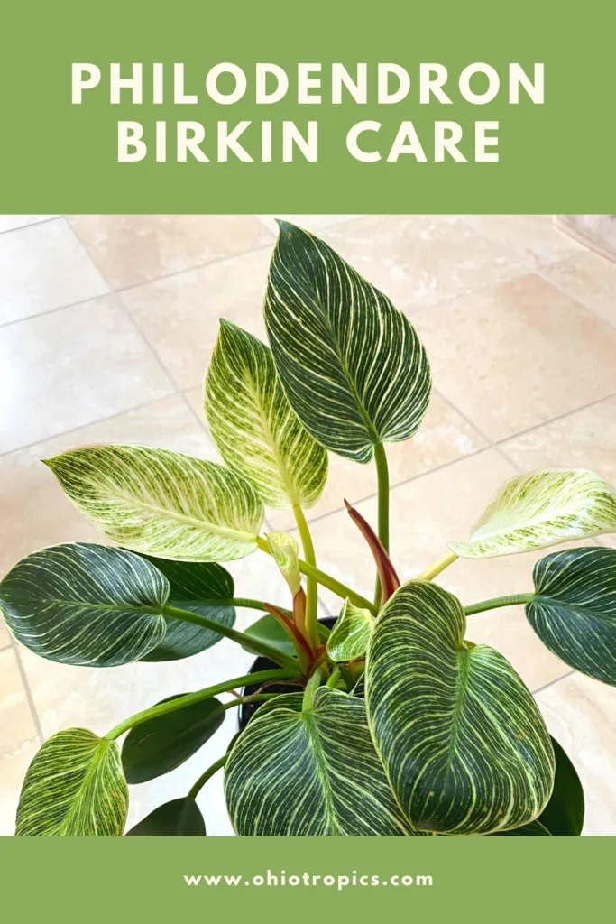 philodendron-birkin