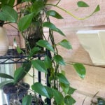 Growing Pothos in Water: 3 Amazingly Simple Steps to Succeed growing-pothos-in-water