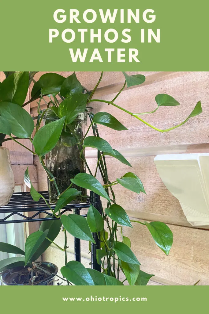 growing-pothos-in-water