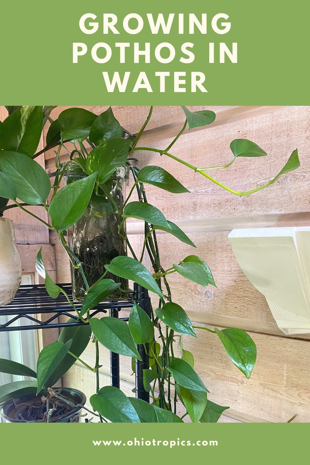 Growing Pothos in Water 3 Amazingly Simple Steps to Succeed