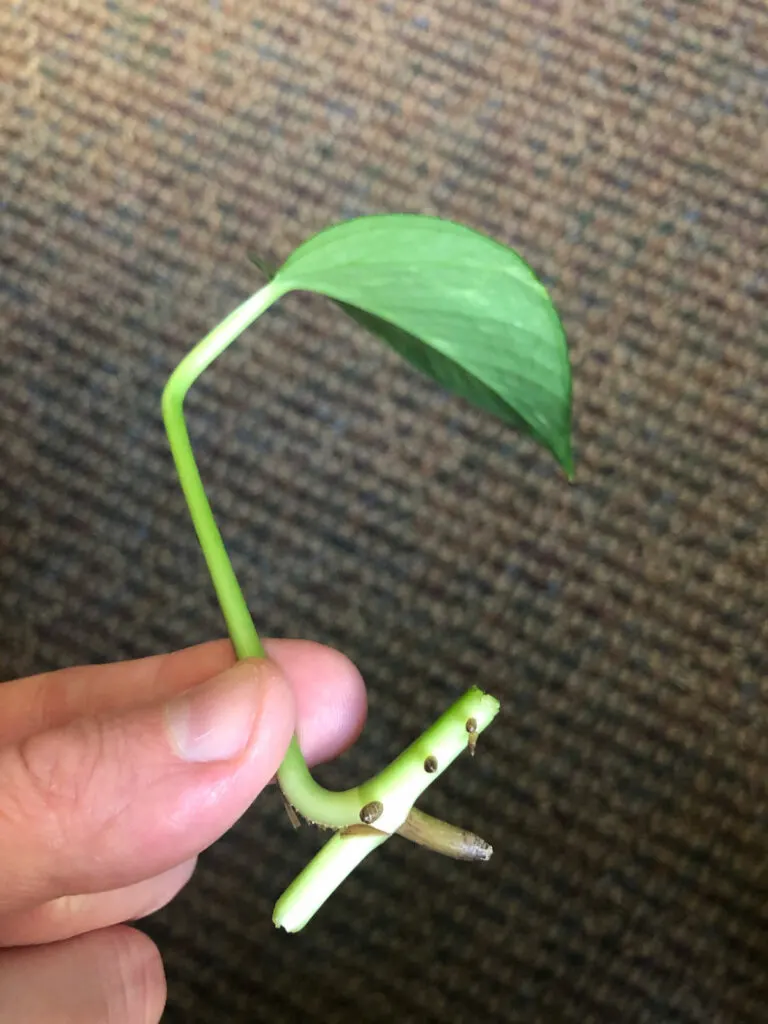 growing-pothos-in-water