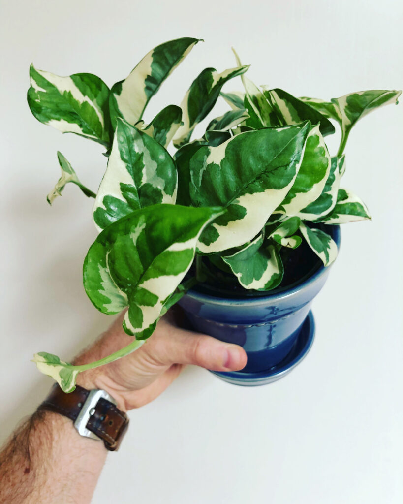 pothos-n-joy