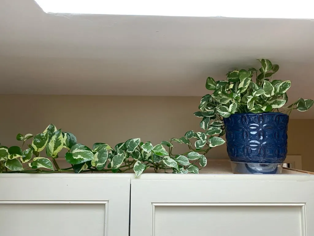 pothos-n-joy