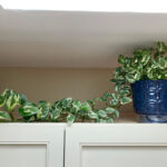 Pothos NJoy: 5 Practical Care Tips, Propagation Steps & FAQ pothos-n-joy