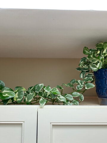 pothos-n-joy