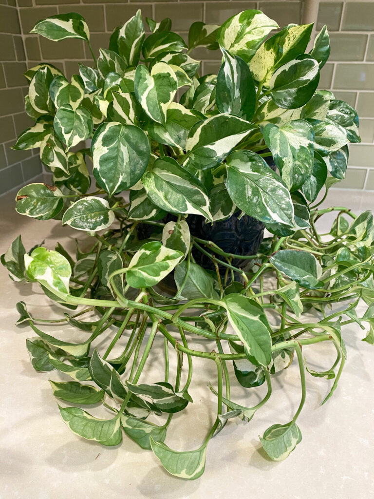 pothos-n-joy