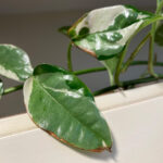 pothos-n-joy-brown-leaves