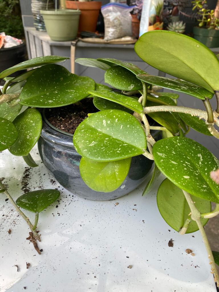 repotting-hoya-obovata