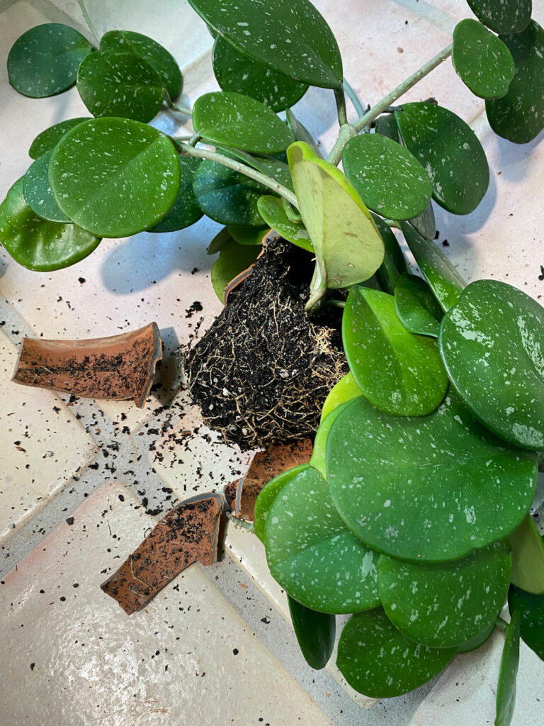 repotting-hoya