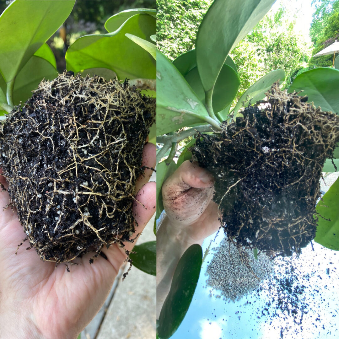 How to Repot Hoya Plants 3 Critical Steps (With Photos!)