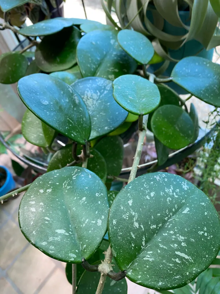 repotting-hoya-obovata