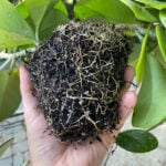 How to Repot Hoya Plants: 3 Critical Steps (With Photos!) how-to-repot-a-hoya