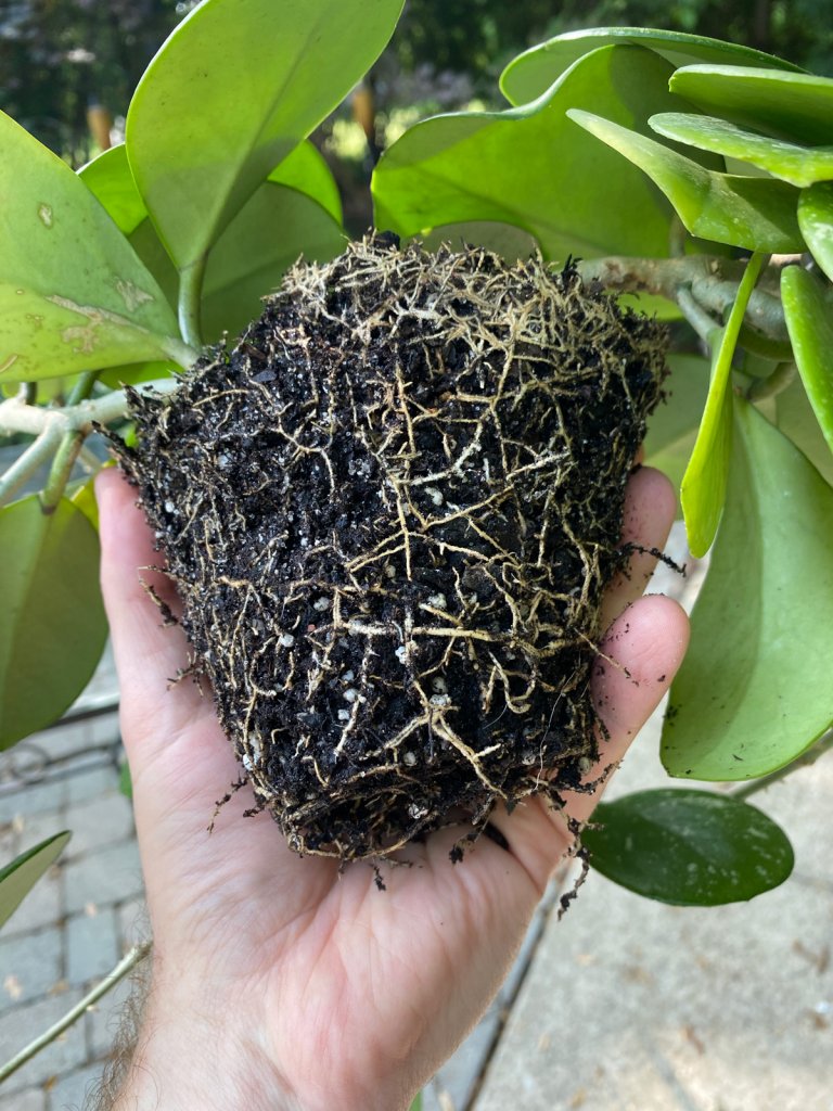 how-to-repot-a-hoya