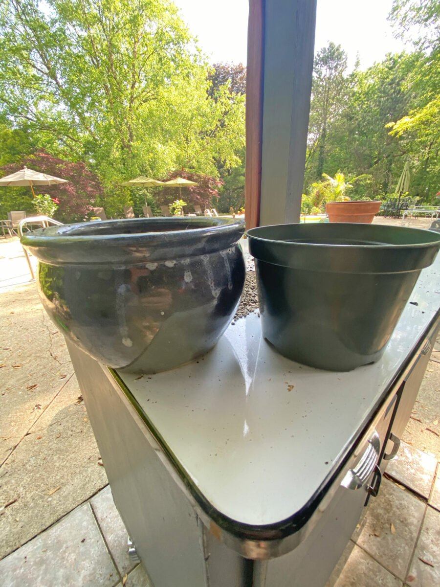 How to Repot Hoya Plants 3 Critical Steps (With Photos!)