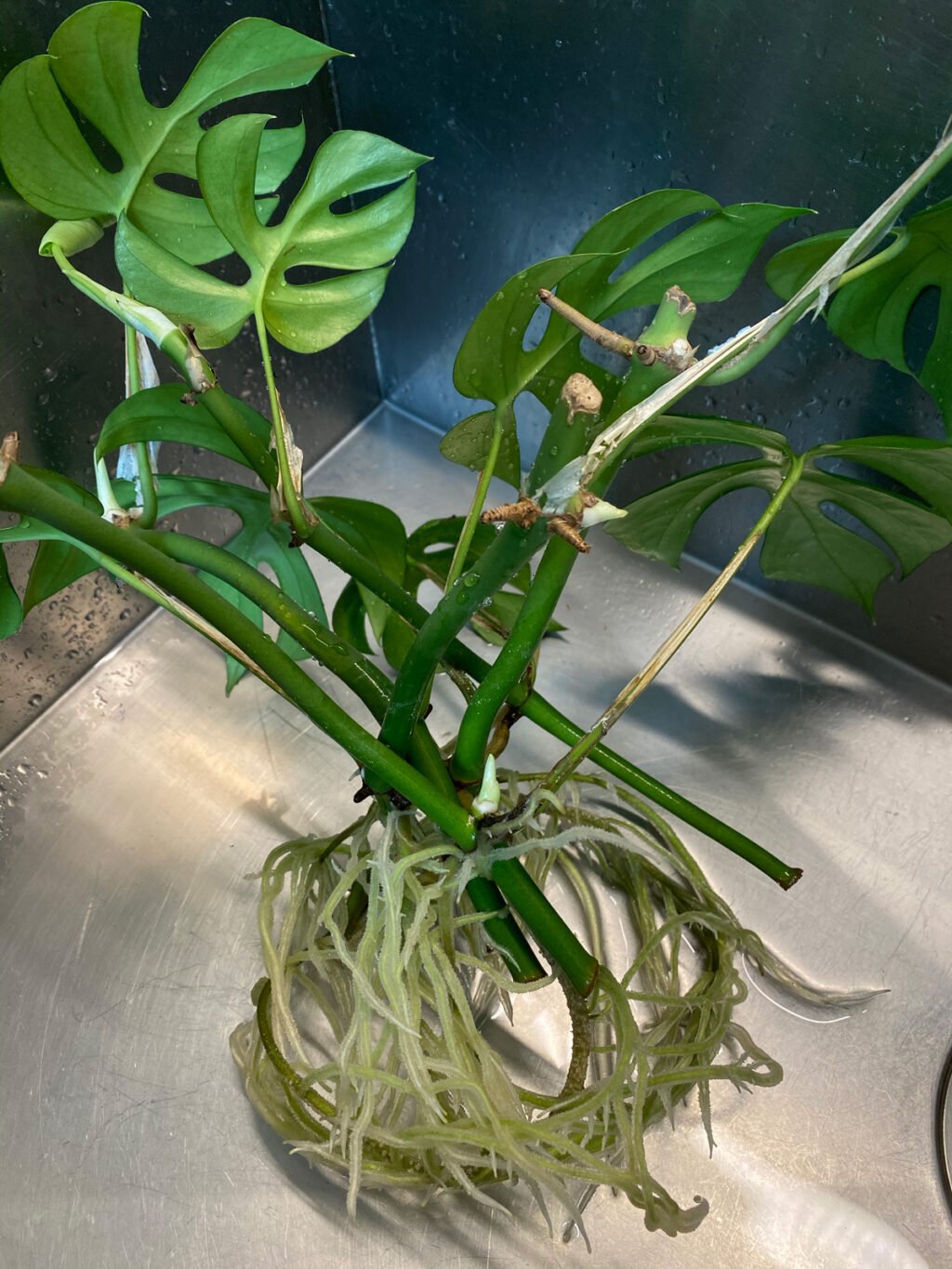 rhaphidophora tetrasperma moss pole