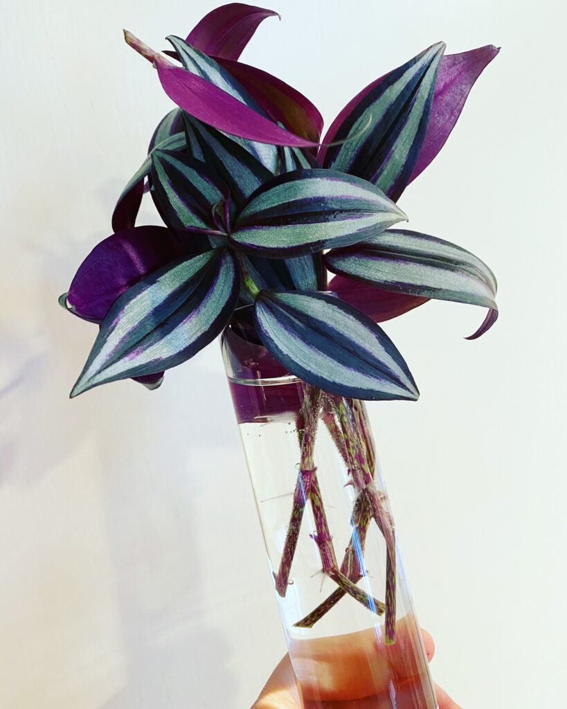 tradescantia-zebrina-cuttings