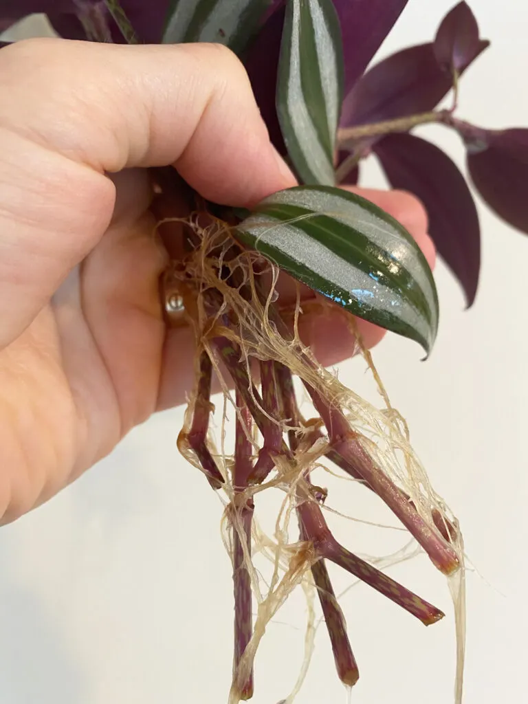 tradescantia-water-propagation