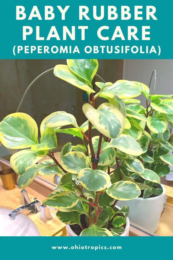 Peperomia-obtusifolia-variegated