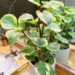 Baby Rubber Plant: 7 Top Care Tips For Peperomia Obtusifolia Peperomia-obtusifolia-variegated