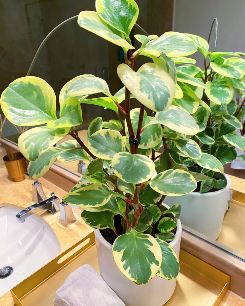 Peperomia-obtusifolia-variegated