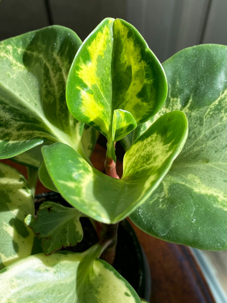 Peperomia-obtusifolia-variegated