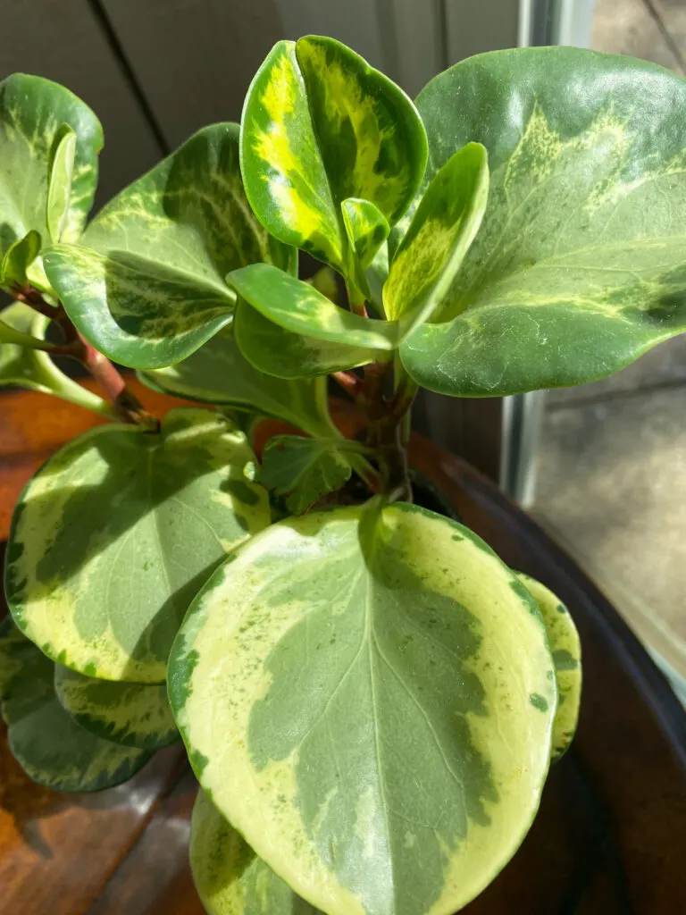 Peperomia-obtusifolia-variegated