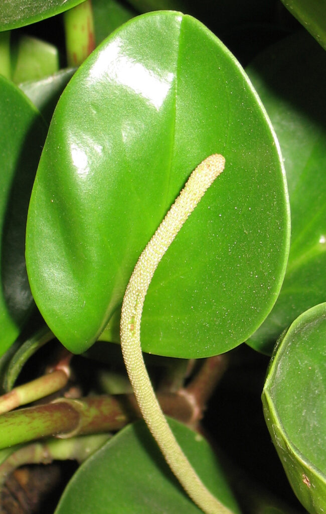 Baby-Rubber-Plant-Flower