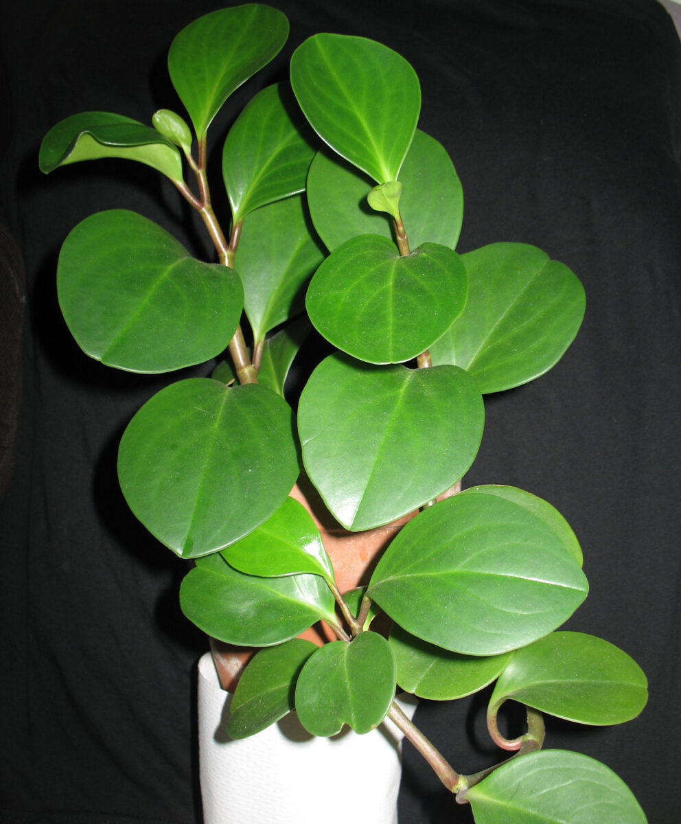 Baby Rubber Plant 7 Top Care Tips For Peperomia Obtusifolia