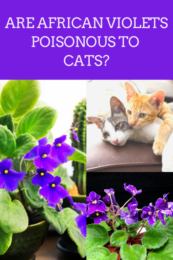african-violets-toxic-cats