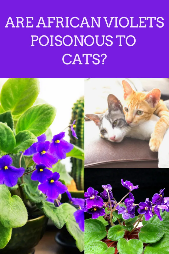 are african violets poison to cats and dogs