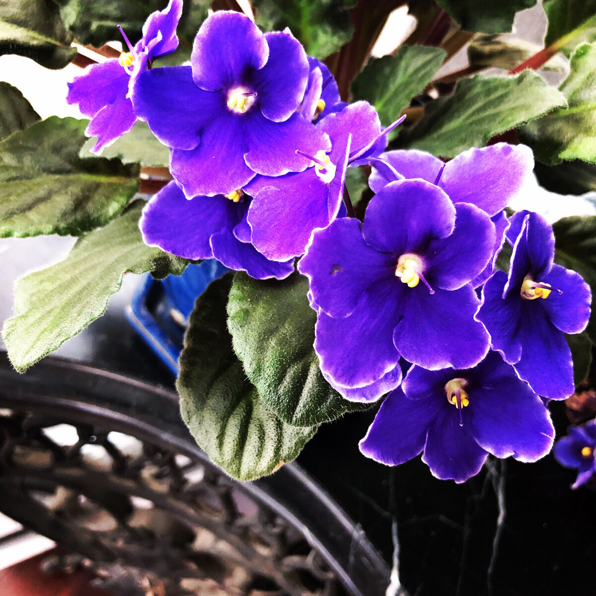 are african violets poison to cats and dogs