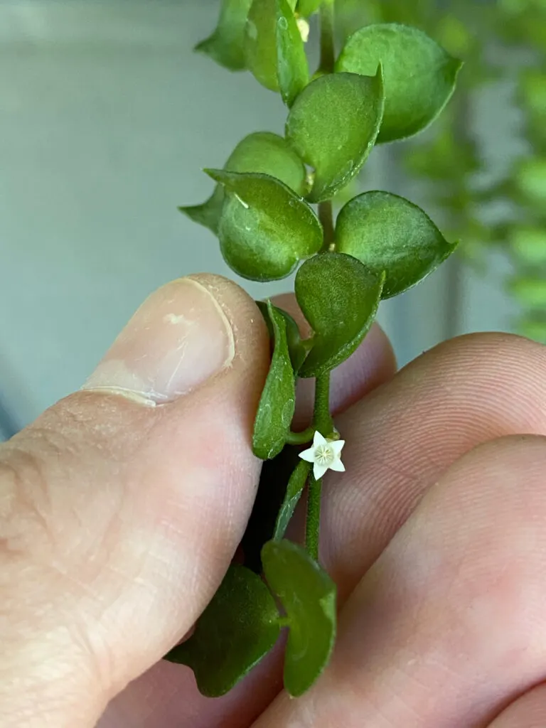 dischidia-ruscifolia-flower