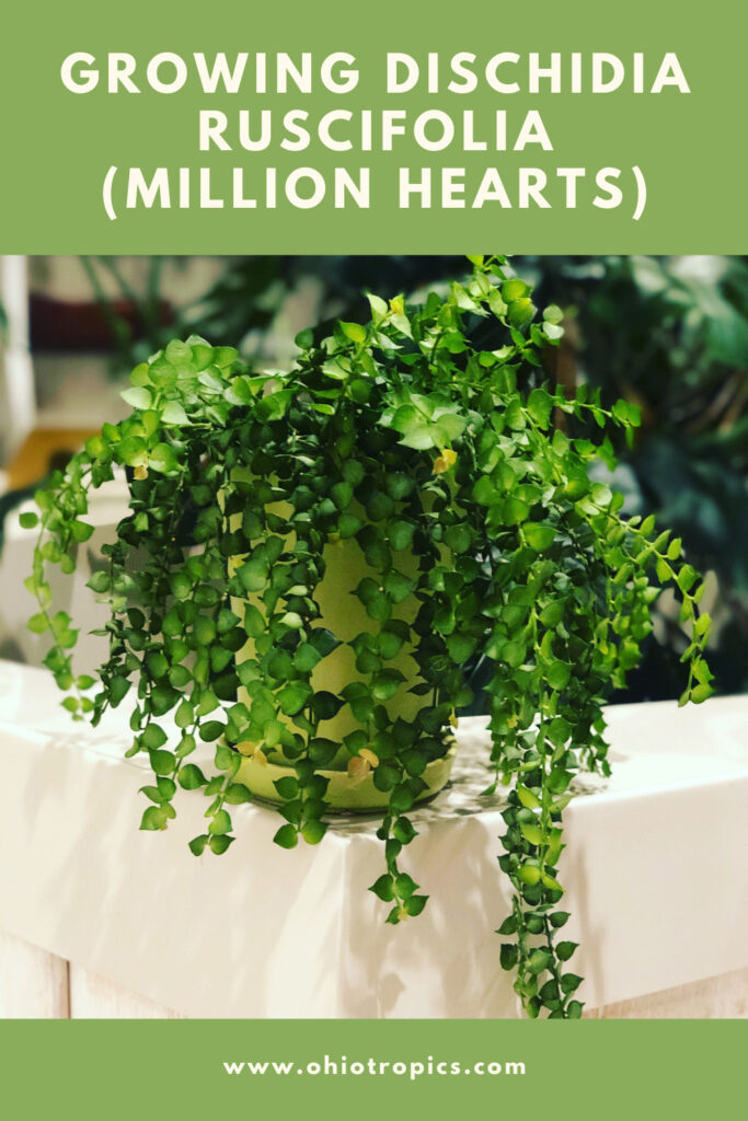 dischidia-ruscifolia-million-hearts-plant
