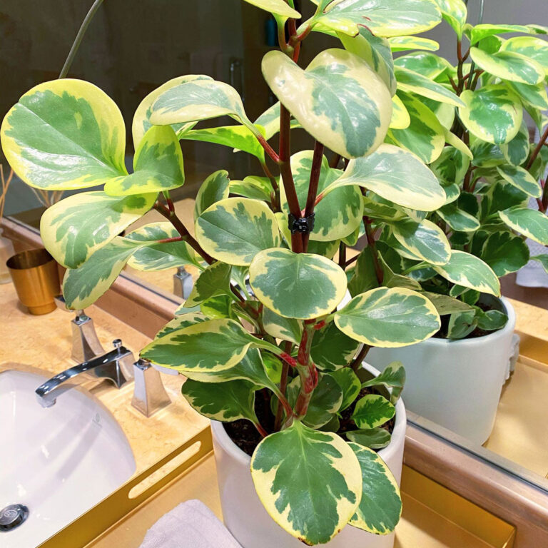 Baby Rubber Plant: 7 Top Care Tips For Peperomia Obtusifolia