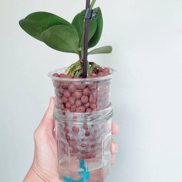 Growing Houseplants in LECA: Useful Tips to Get You Started