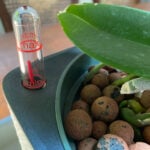 featured-orchid-leca-15
