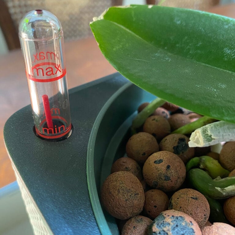 GROWING ORCHIDS IN LECA & WATER:  5 STEPS FOR A GREAT SET-UP