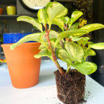 featured-repotting-peperomia-obtusifolia-3